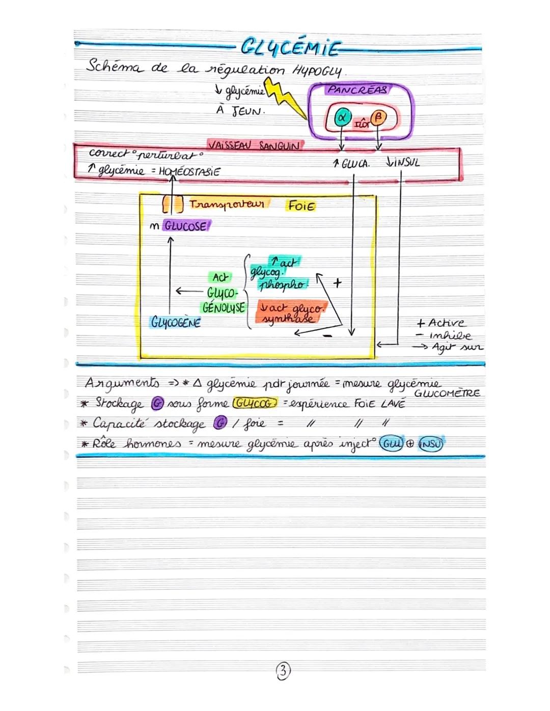 # GLY CEMIE-

Chapitre 4 => Contrôle des fluse G, source
essentielle d'énergie des cellules musculaires

I- La constance de la glycémie

A) 