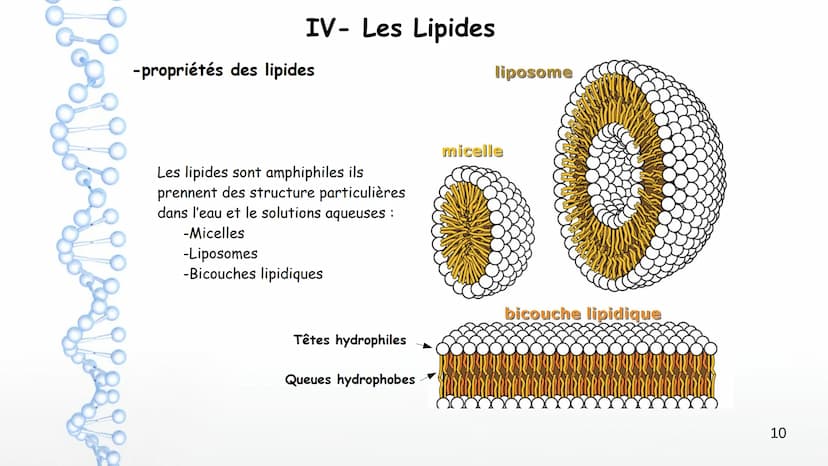 AP: Révisions du programme de première
1 Thème 1 : Les molécules biologiques
I-Notion de monomère et de polymère :
*Un polymère est une gran