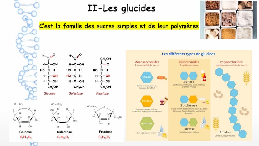 AP: Révisions du programme de première
1 Thème 1 : Les molécules biologiques
I-Notion de monomère et de polymère :
*Un polymère est une gran