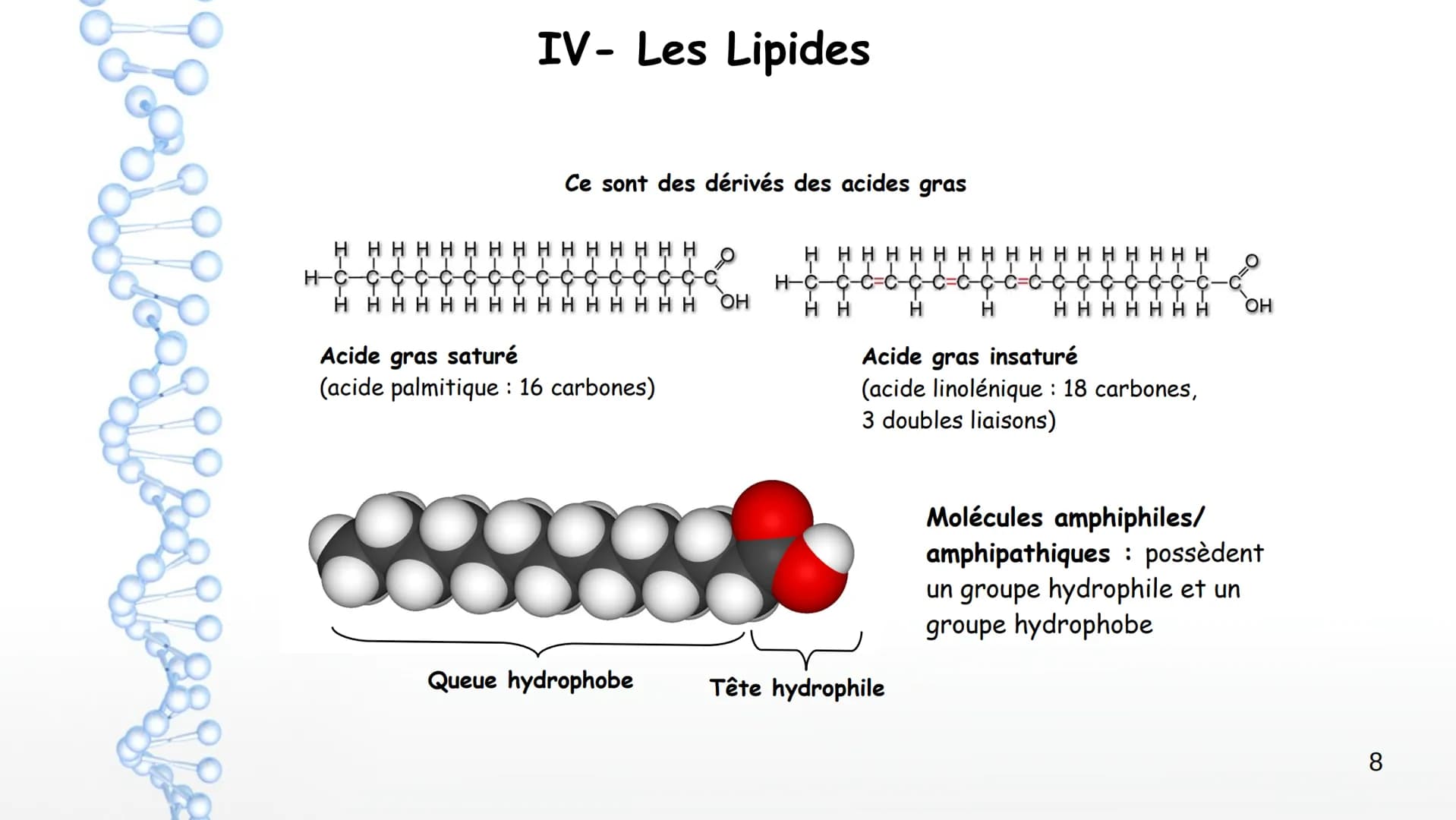 AP: Révisions du programme de première
1 Thème 1 : Les molécules biologiques
I-Notion de monomère et de polymère :
*Un polymère est une gran