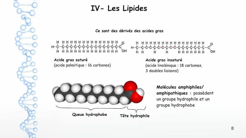 AP: Révisions du programme de première
1 Thème 1 : Les molécules biologiques
I-Notion de monomère et de polymère :
*Un polymère est une gran