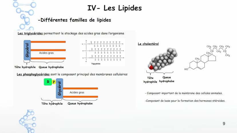 AP: Révisions du programme de première
1 Thème 1 : Les molécules biologiques
I-Notion de monomère et de polymère :
*Un polymère est une gran
