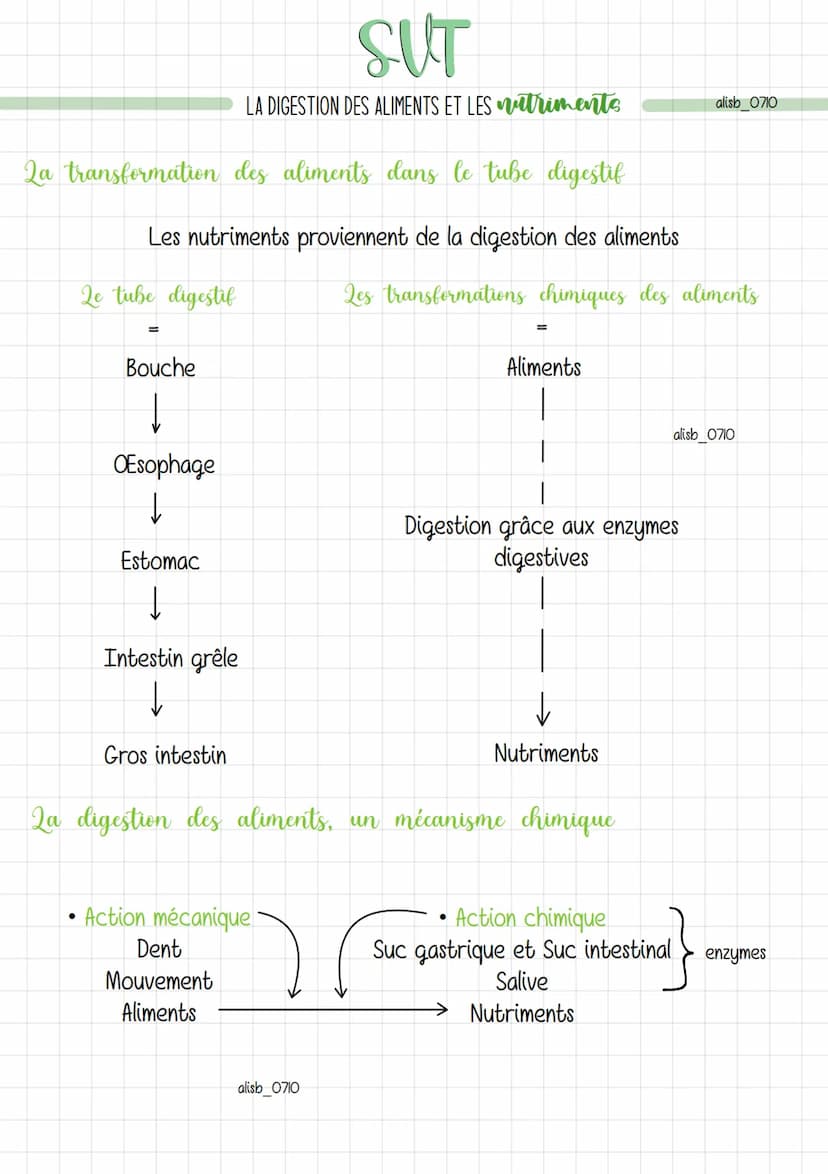 SUT
LA DIGESTION DES ALIMENTS ET LES triments
La transformation des aliments dans le tube digestif
Les aliments consommés progressent dans l