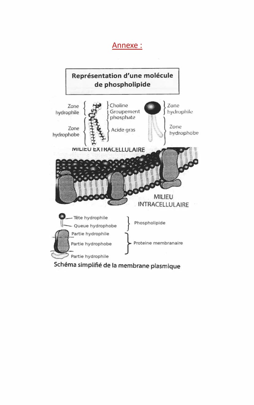 Chapitre 2 : Une structure complexe : la cellule vivante
Fiche 2 : La membrane plasmique
●
ES SVT T1-C3-F2
●
La compréhension progressive de