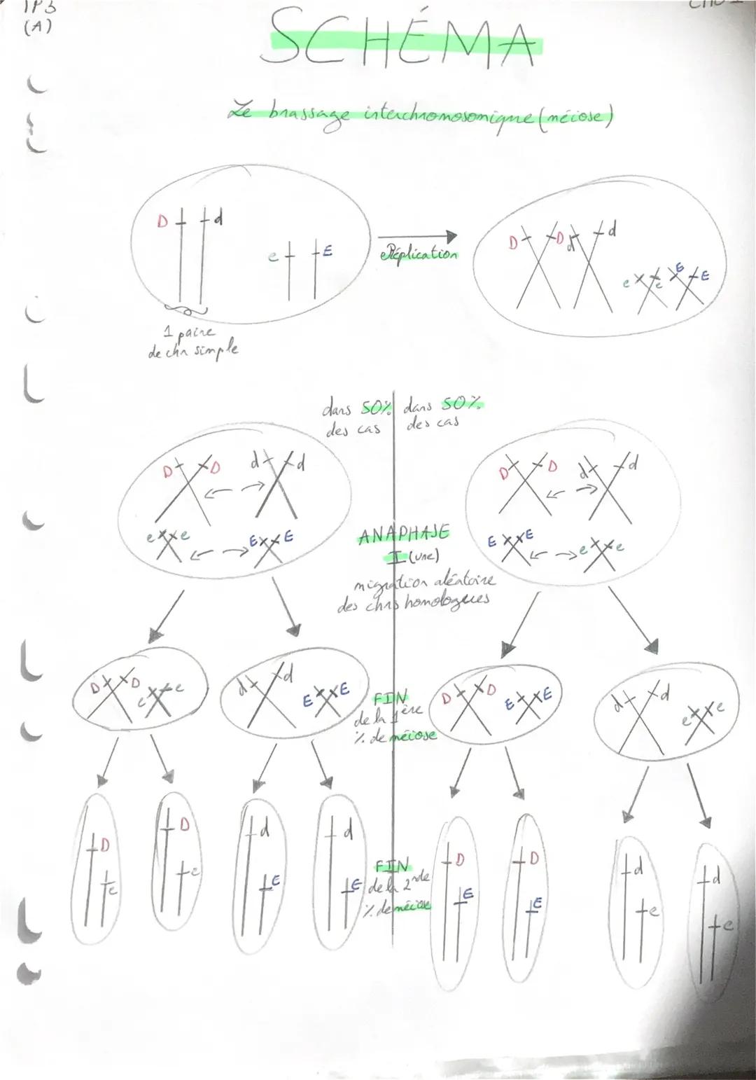 1P3
(A)
ptto
# SCHÉMA
Le brassage interchromosomique (mécose)

et te
léplication
C
1 paire
de cha simple

dars 50% dans 50%
des cas des cas
