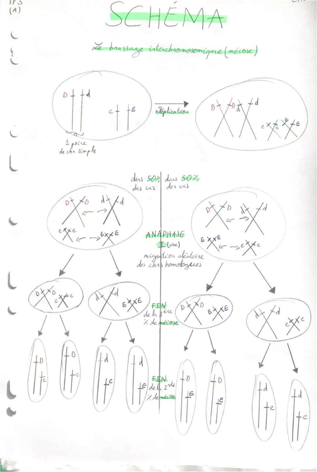 1P3
(A)
ptto
# SCHÉMA
Le brassage interchromosomique (mécose)

et te
léplication
C
1 paire
de cha simple

dars 50% dans 50%
des cas des cas
