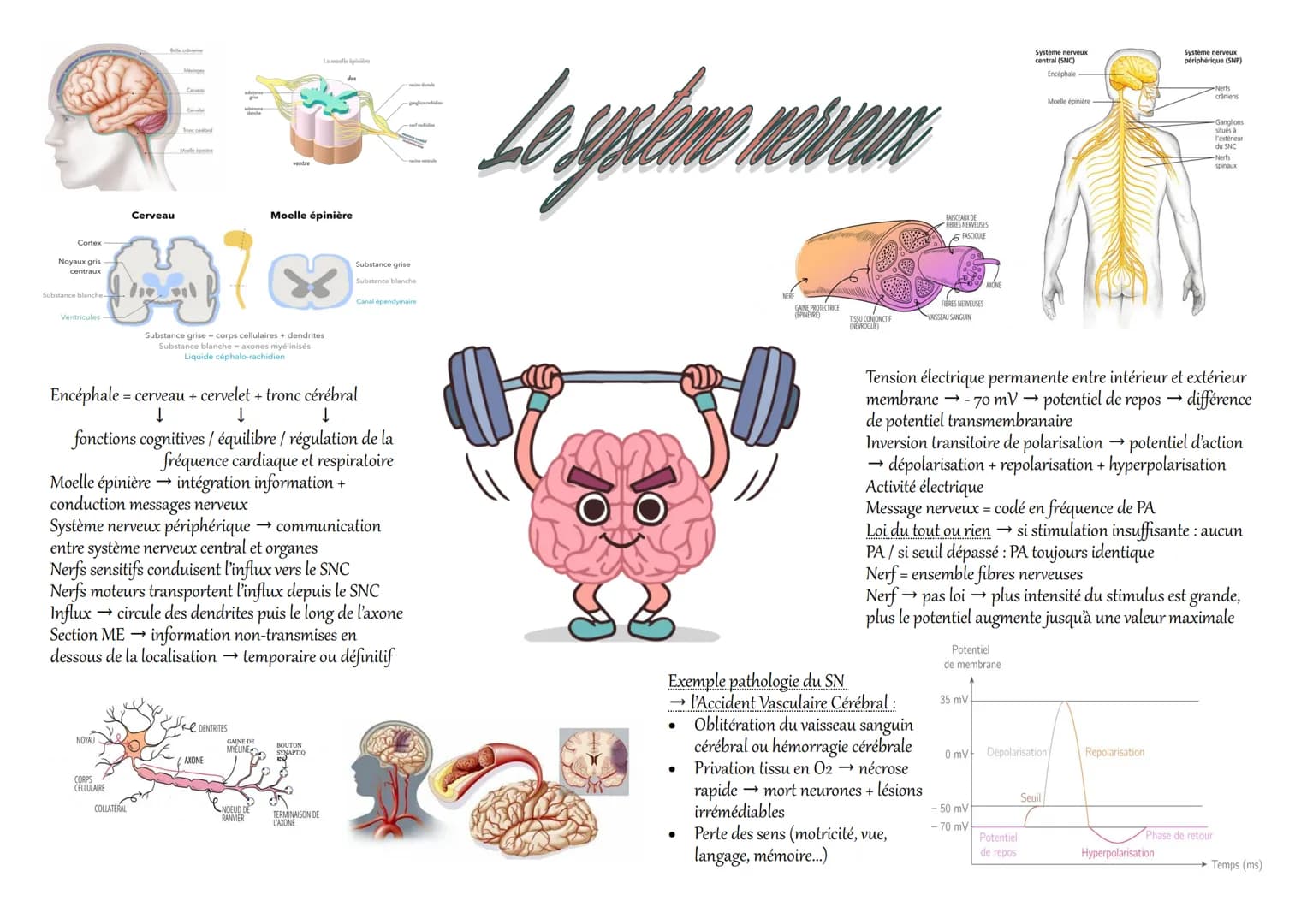 Ca
Cortex
Noyaux gris
centraux
Substance blanche-
097
Ventricules-
NOYAU
Cerveau
Minings
CORPS
CELLULAIRE
Cerveler
COLLATERAL
Encéphale = ce