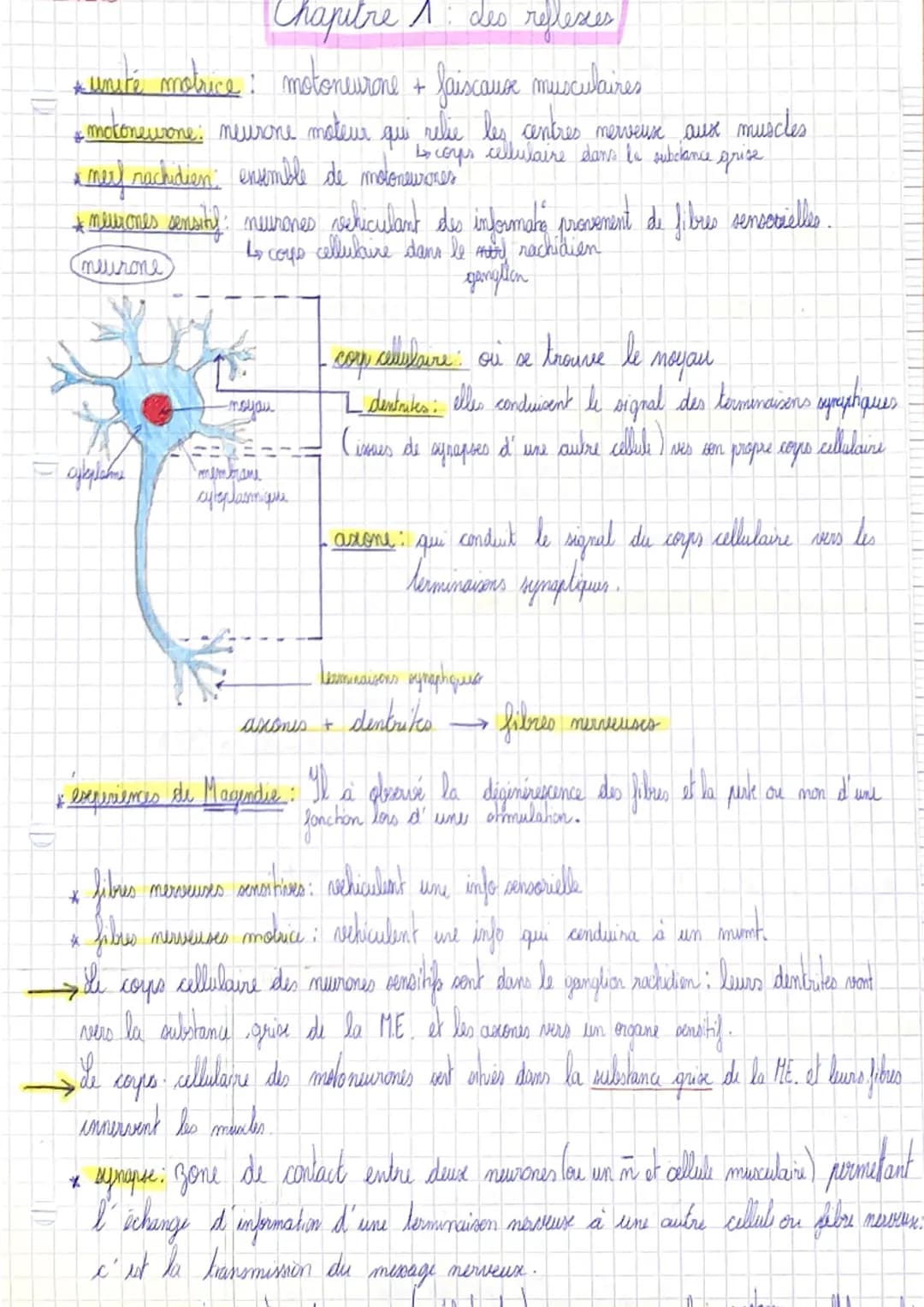 Chapitre 1 : Les reflexes
unité motrice: motoneurone + faiscaux musculaires
* motoneurone: neurone moteur.
дли
& meet rachidien: ensemble de