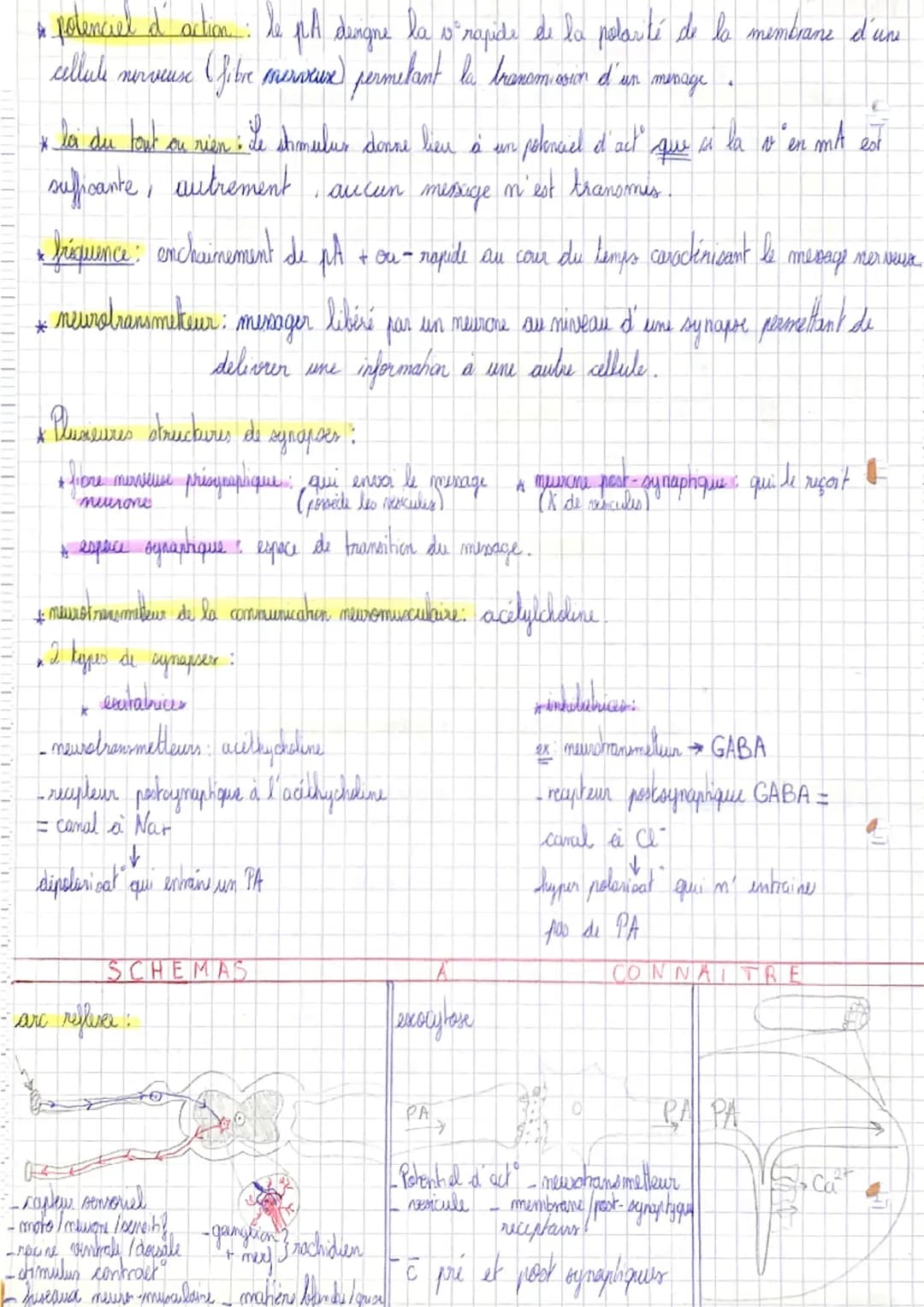 Chapitre 1 : Les reflexes
unité motrice: motoneurone + faiscaux musculaires
* motoneurone: neurone moteur.
дли
& meet rachidien: ensemble de