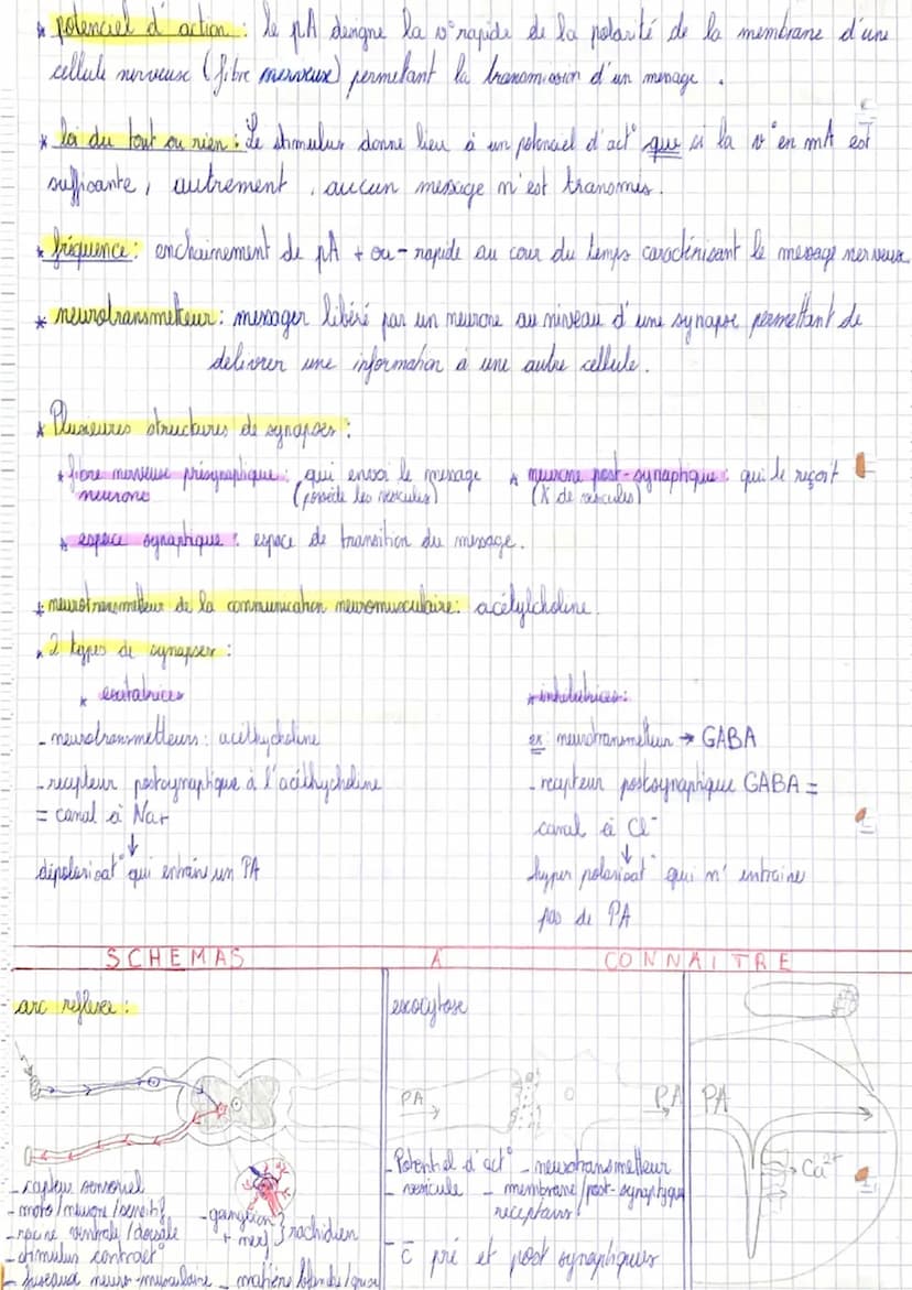 Chapitre 1 : Les reflexes
unité motrice: motoneurone + faiscaux musculaires
* motoneurone: neurone moteur.
дли
& meet rachidien: ensemble de
