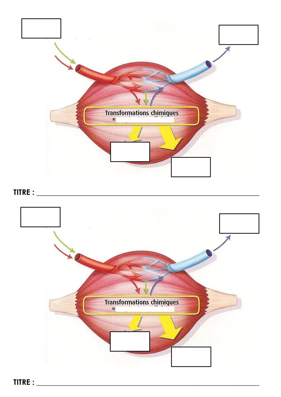 2de-T2-CORPS HUMAIN ET SANTE
CHAPITRE 1
CHAPITRE 1: Des modifications physiologiques à l'effort.
Quizz p 202-203
I. L'effort physique nécess