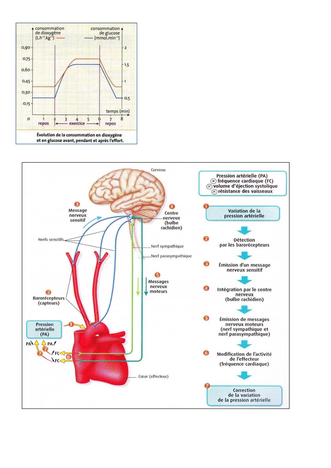 2de-T2-CORPS HUMAIN ET SANTE
CHAPITRE 1
CHAPITRE 1: Des modifications physiologiques à l'effort.
Quizz p 202-203
I. L'effort physique nécess