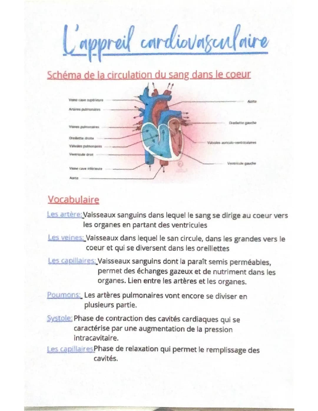 L’appareil cardio-vasculaire 