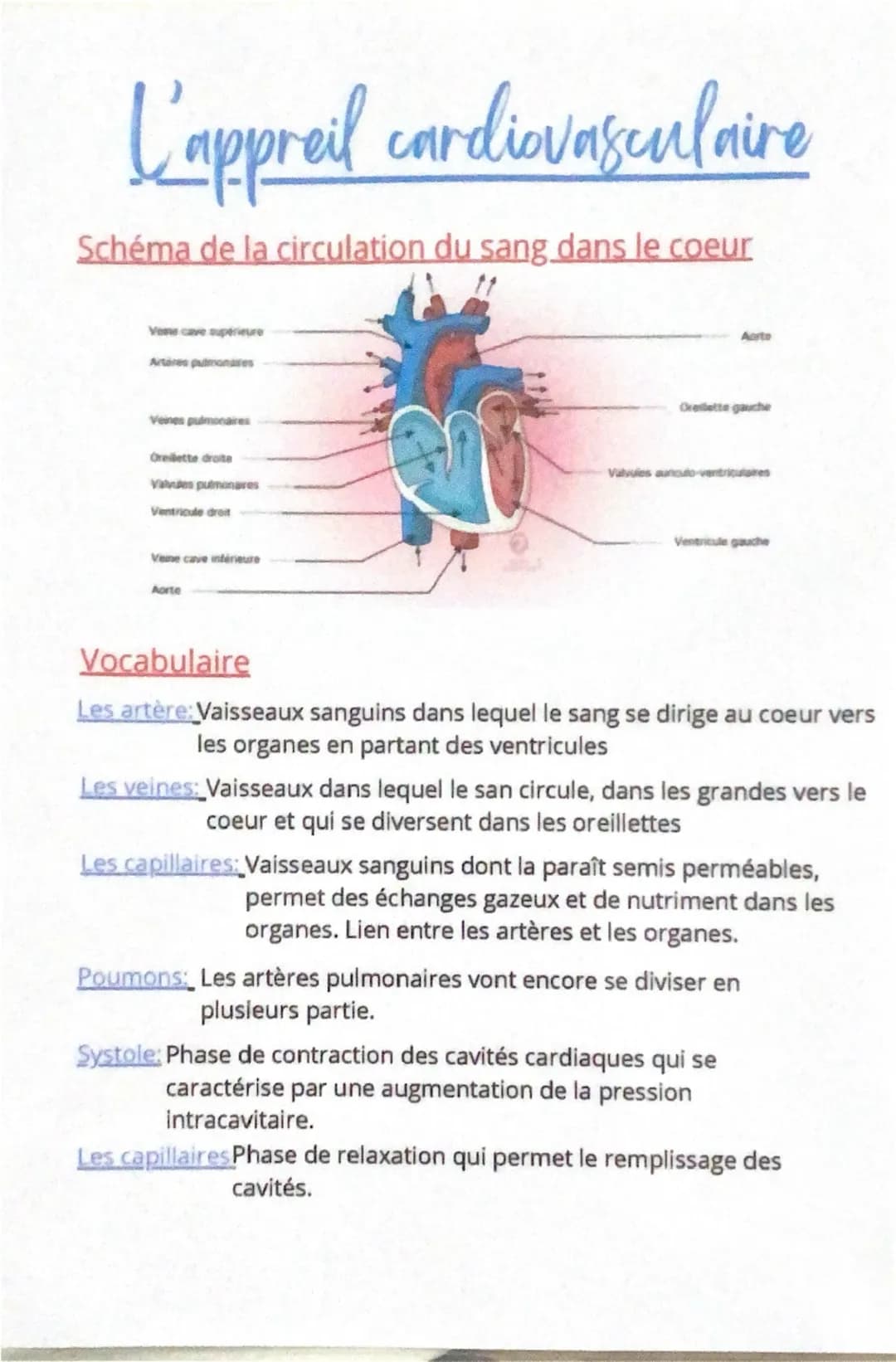 L'appreil cardiovasculaire
Schéma de la circulation du sang dans le coeur
Vone cave superieure
Arteres pulmonares
Oreillette gauche
Veines p