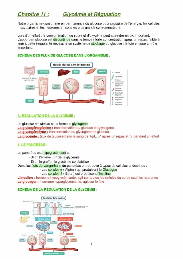 Know chapitre 11 : glycémie et régulation  thumbnail