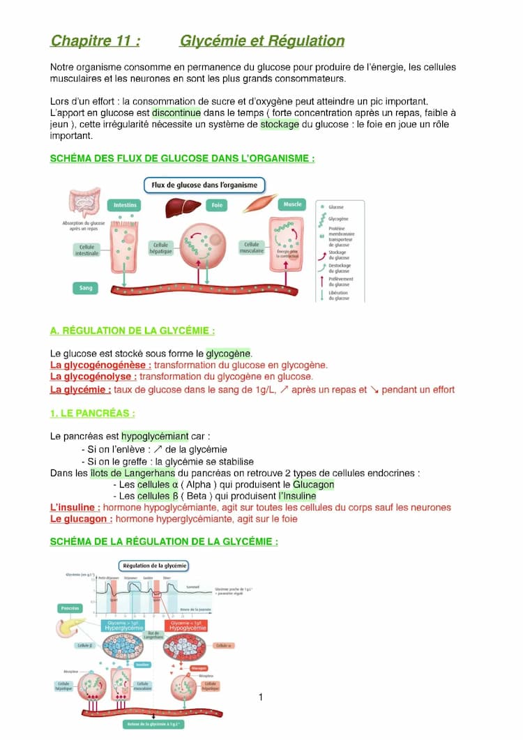 Know chapitre 11 : glycémie et régulation  thumbnail
