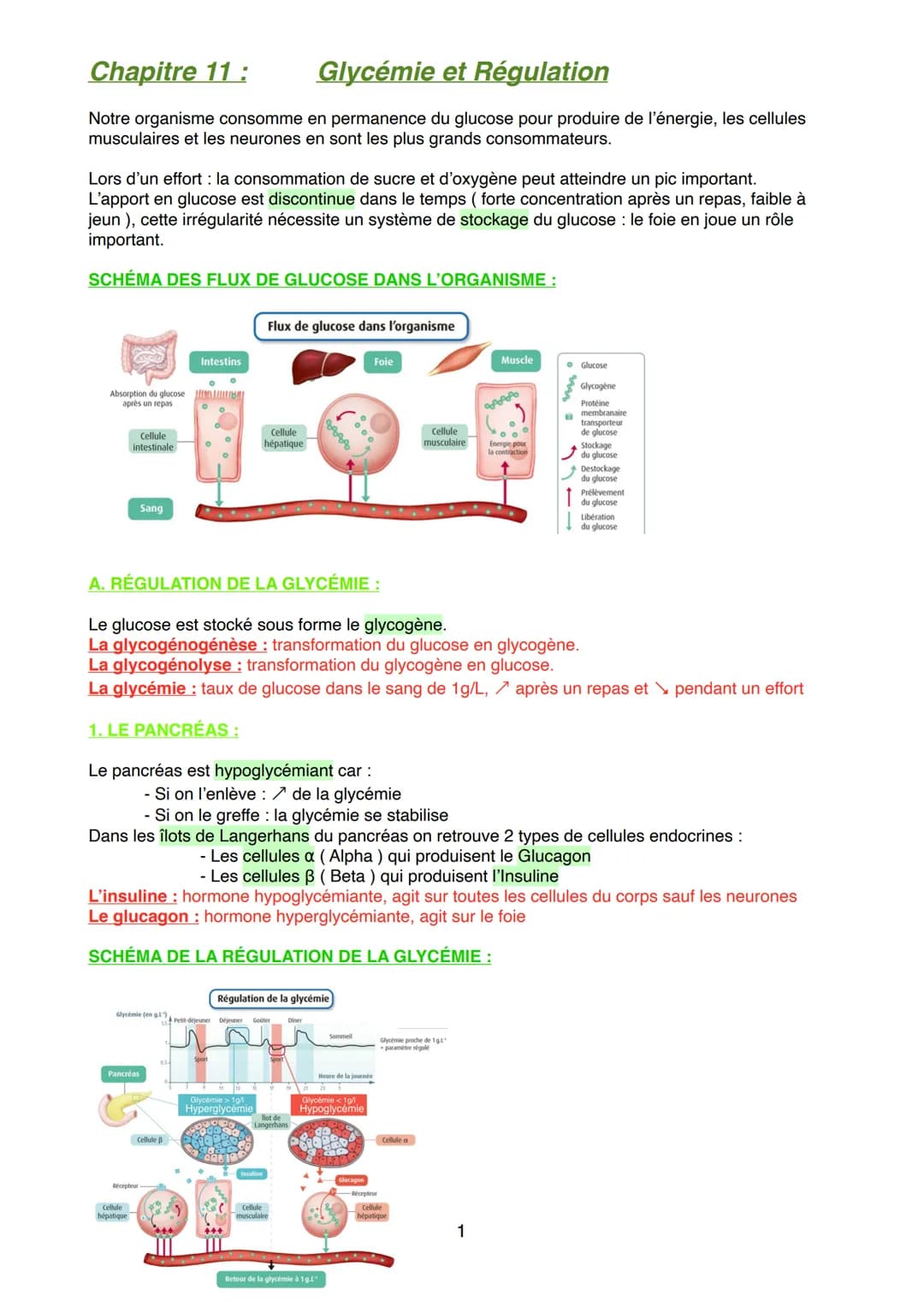 Chapitre 11: Glycémie et Régulation
Notre organisme consomme en permanence du glucose pour produire de l'énergie, les cellules
musculaires e