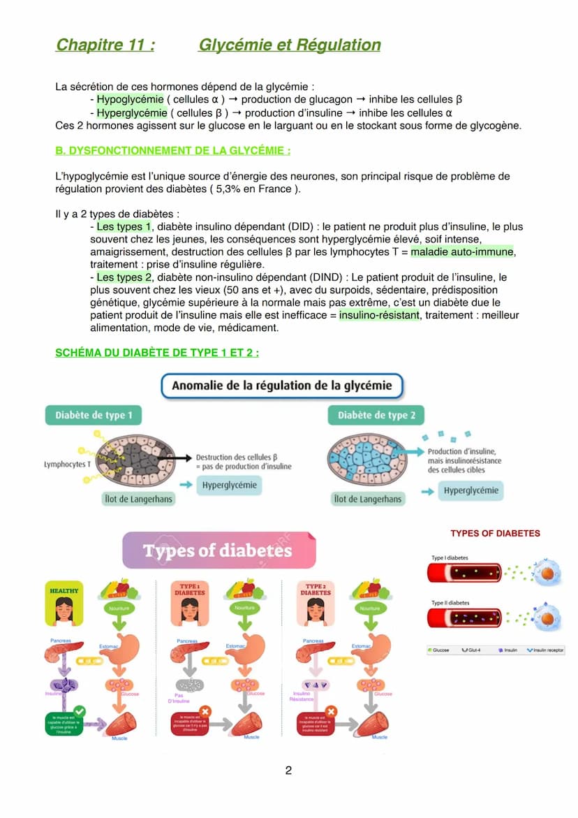 Chapitre 11: Glycémie et Régulation
Notre organisme consomme en permanence du glucose pour produire de l'énergie, les cellules
musculaires e
