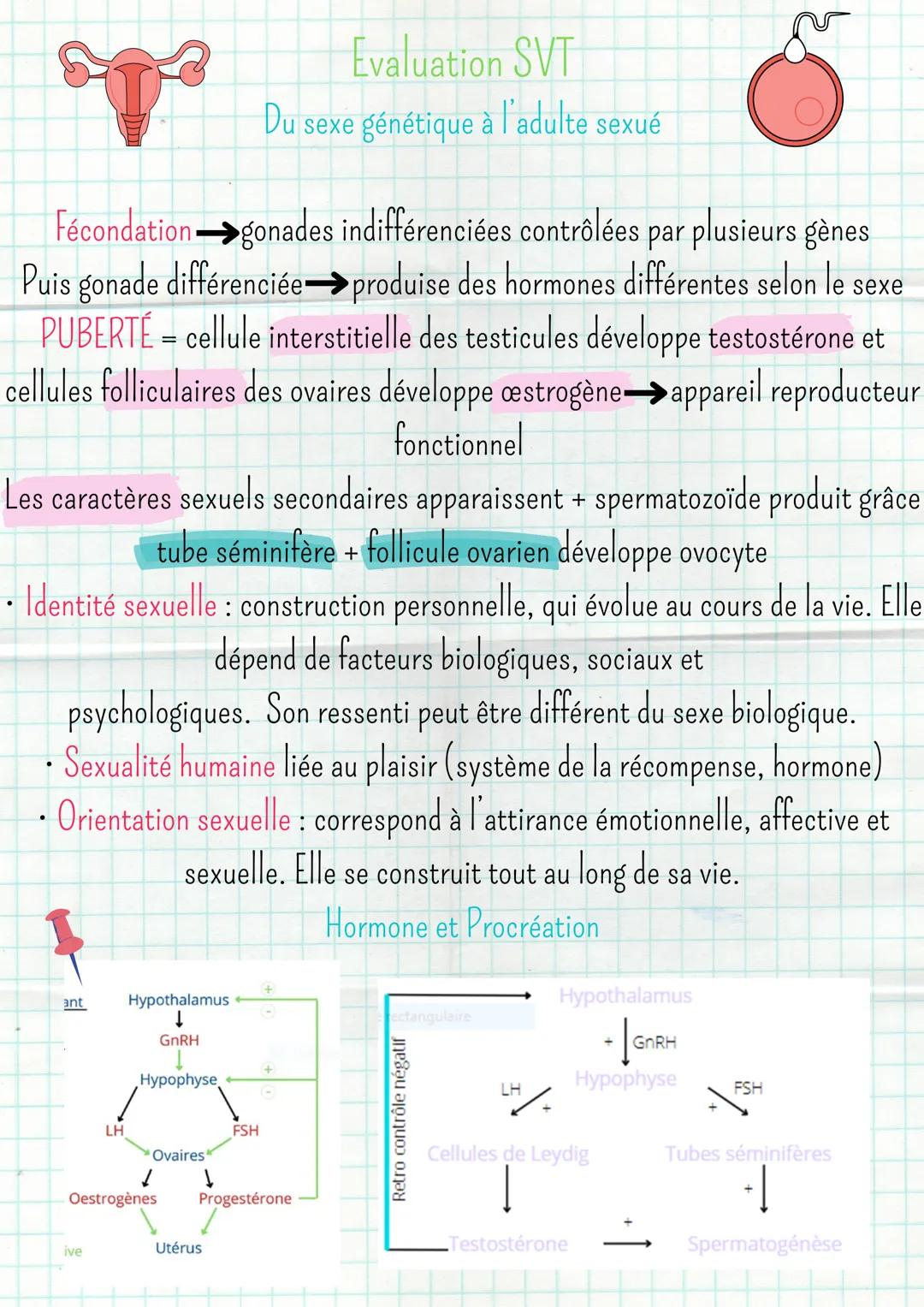 Fécondation gonades indifférenciées contrôlées par plusieurs gènes
Puis gonade différenciée produise des hormones différentes selon le sexe
