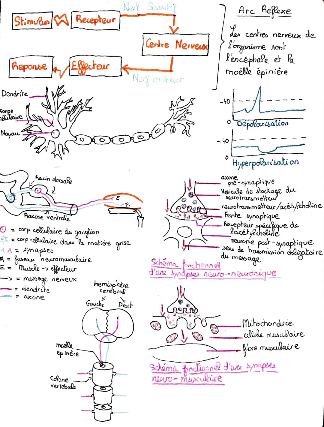 Stimulus Recepteur
Reponse
Dendrite
Corps
-dlulaire
Noyau
Effecteur
hacin dorsale
2
Racine ventrale
10 = corp cellulaire du ganglion
^^ = sy