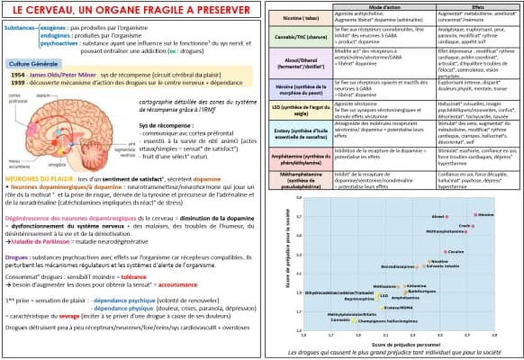 Know Cerveau, un organe fragile à préserver thumbnail