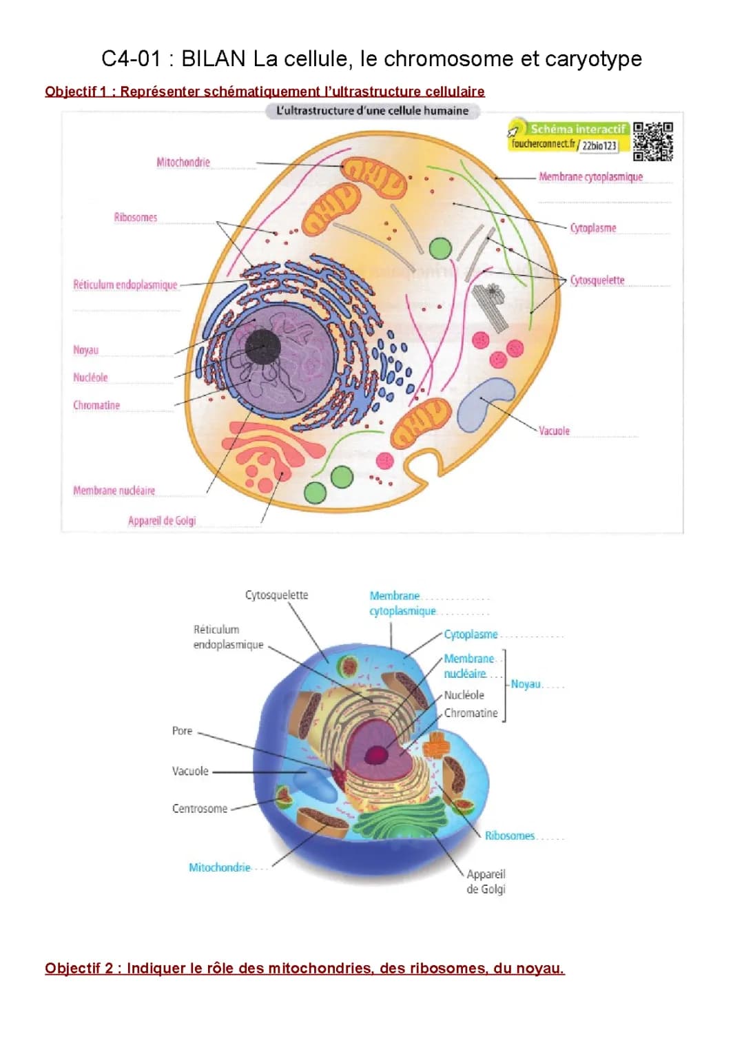 Schéma cellule humaine et animale, mitochondrie, caryotype - Cours facile