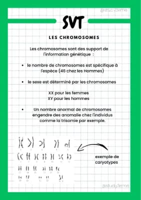 Know Les chromosomes  thumbnail