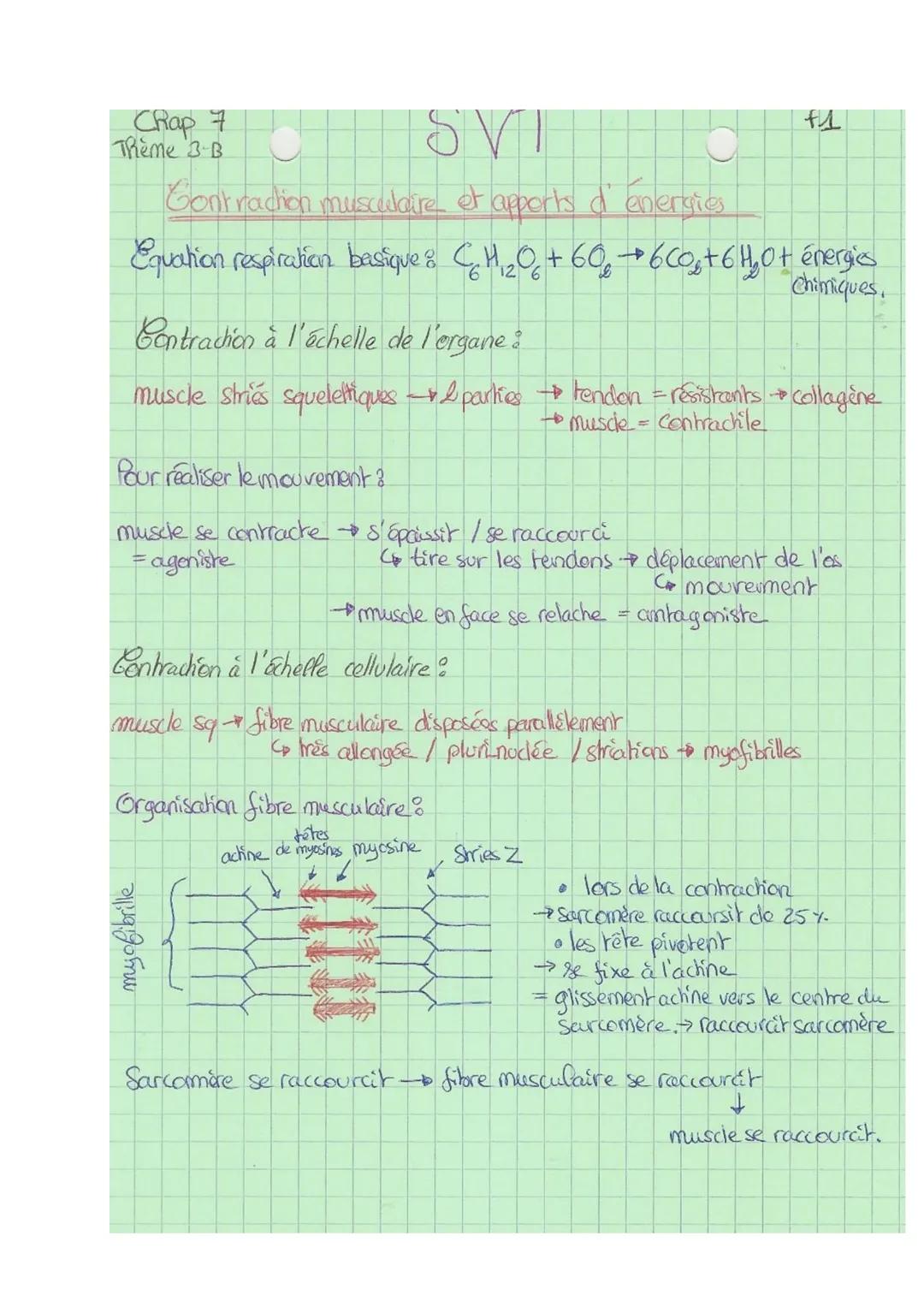 Chap 7
Thème 3 B
SVI
Contraction musculaire et apports d'énergies
+1
Equation respiration basique: $C_6H_{12}O_6 + 6O_2 \rightarrow 6CO_2 + 