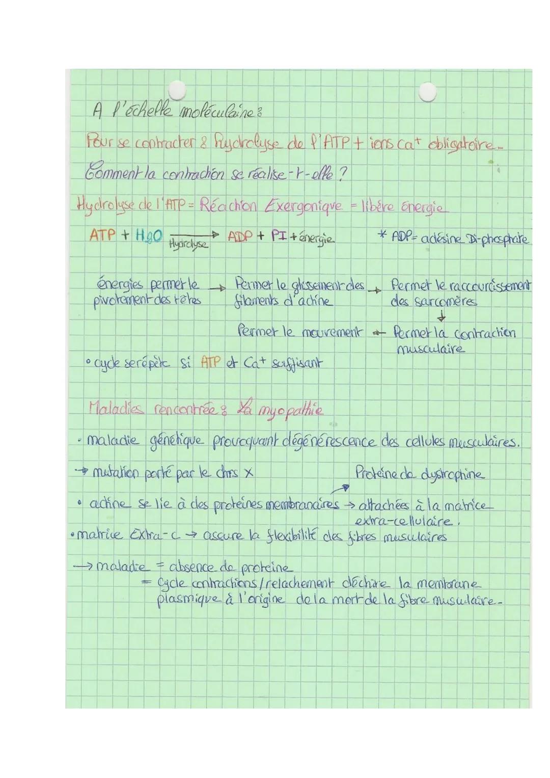 Chap 7
Thème 3 B
SVI
Contraction musculaire et apports d'énergies
+1
Equation respiration basique: $C_6H_{12}O_6 + 6O_2 \rightarrow 6CO_2 + 