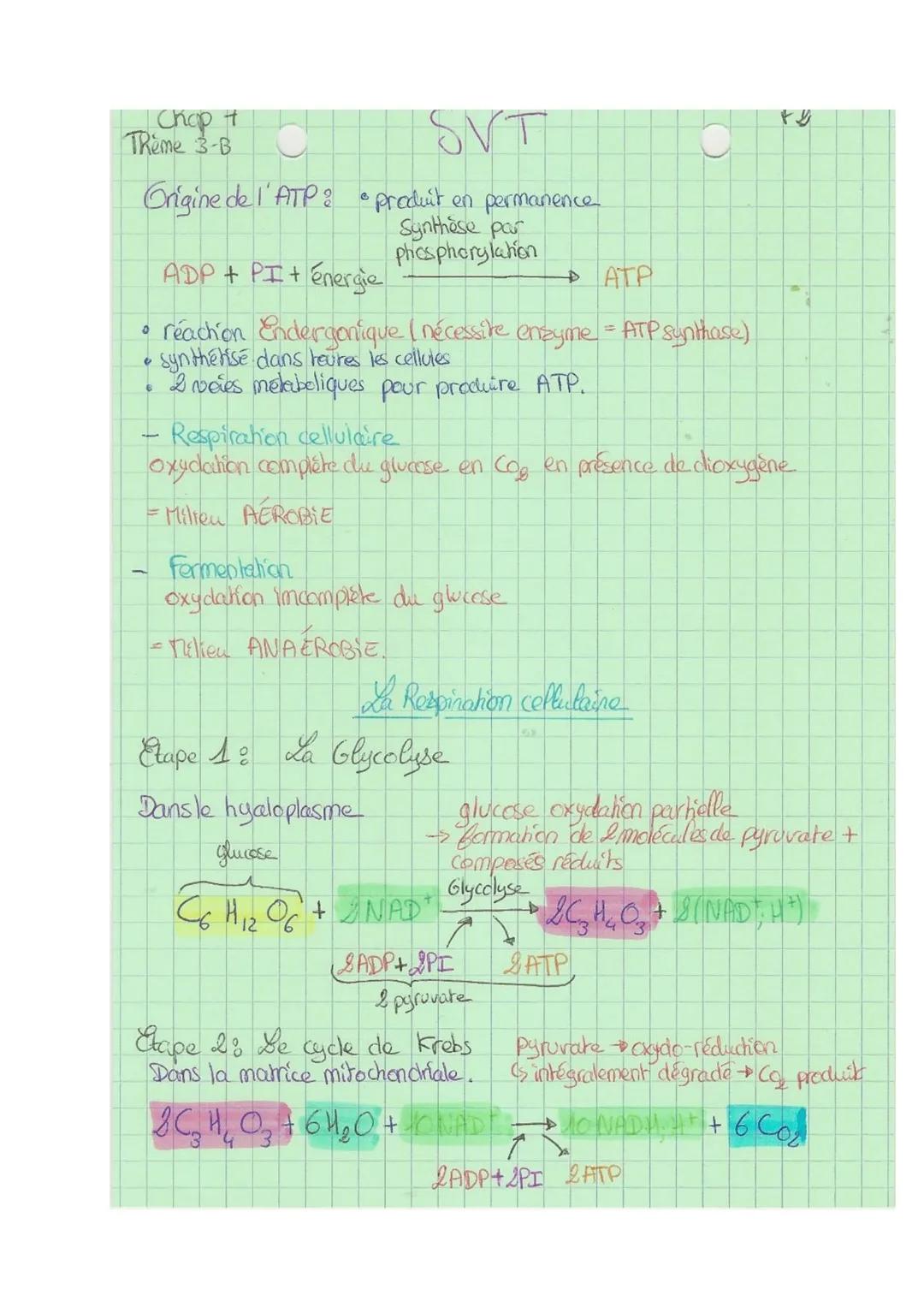 Chap 7
Thème 3 B
SVI
Contraction musculaire et apports d'énergies
+1
Equation respiration basique: $C_6H_{12}O_6 + 6O_2 \rightarrow 6CO_2 + 