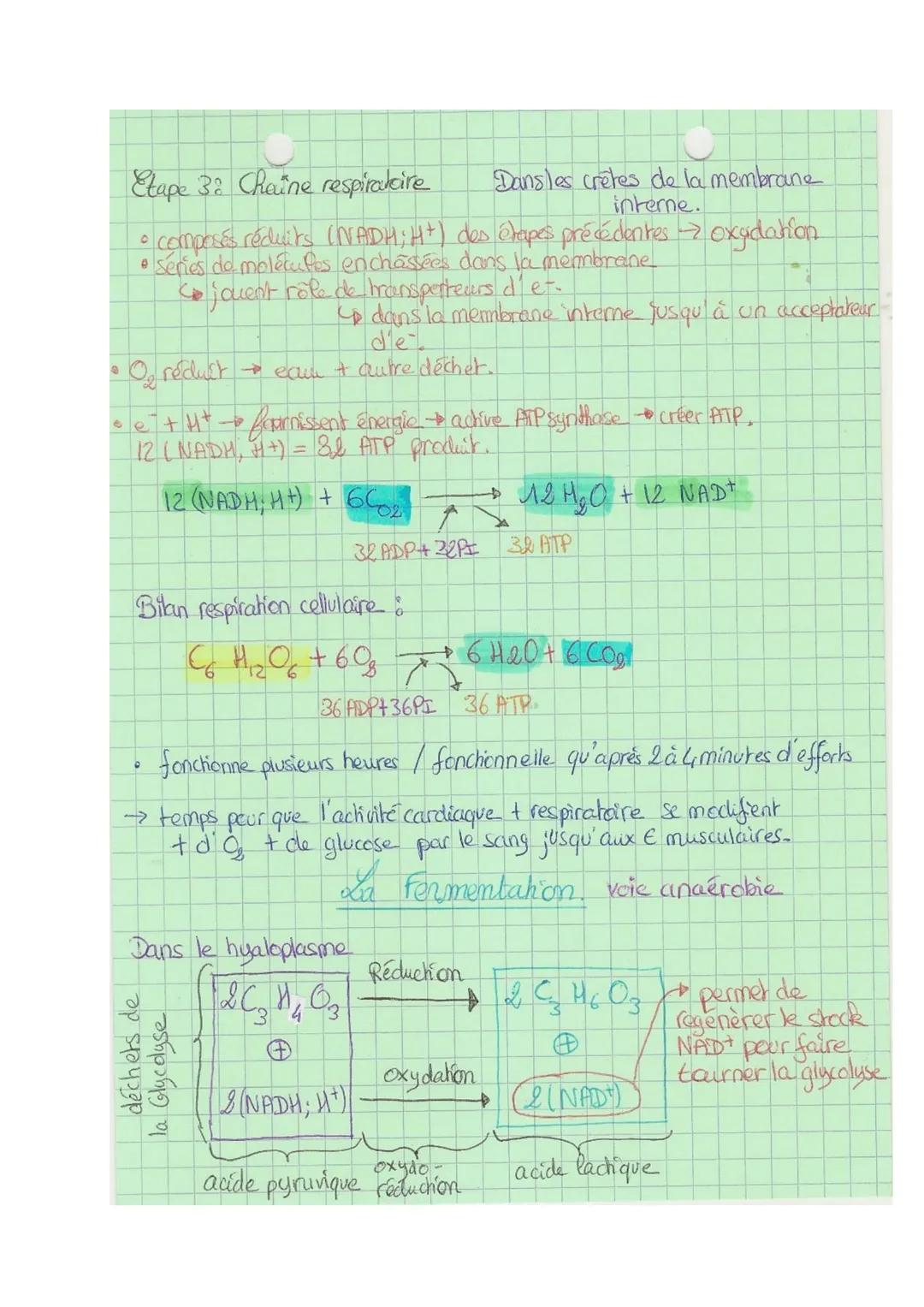 Chap 7
Thème 3 B
SVI
Contraction musculaire et apports d'énergies
+1
Equation respiration basique: $C_6H_{12}O_6 + 6O_2 \rightarrow 6CO_2 + 