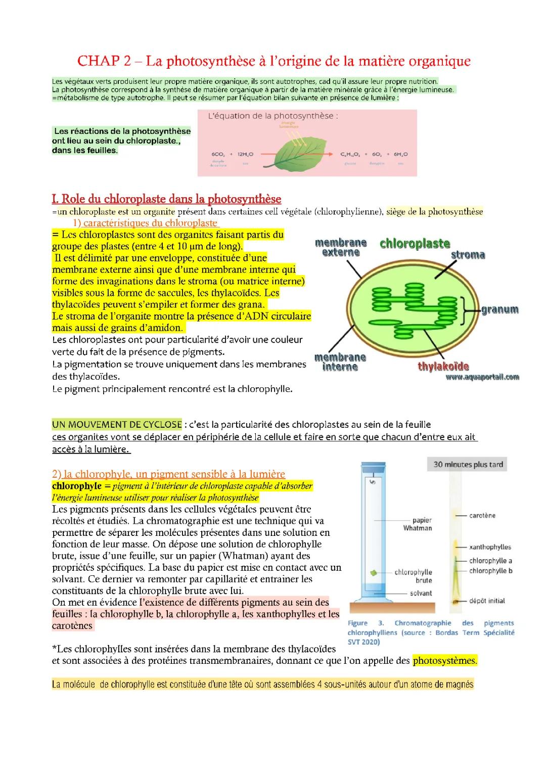 Photosynthèse Définition, étapes et Schéma : Exposé simple