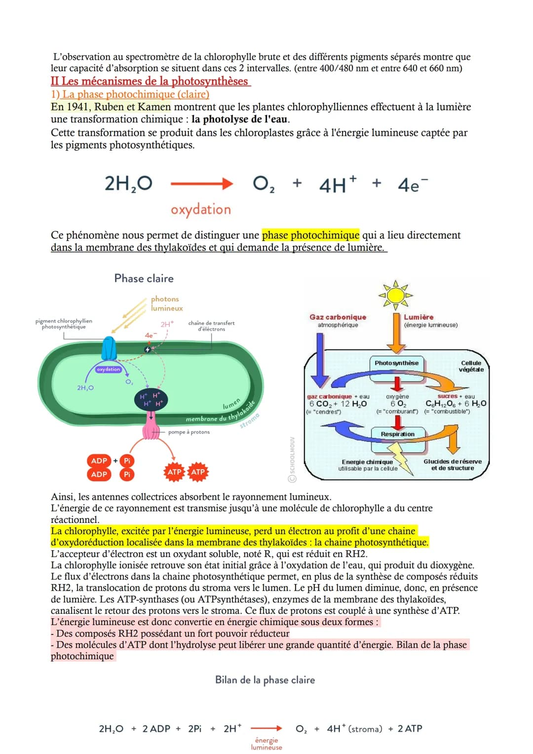 CHAP 2 - La photosynthèse à l'origine de la matière organique
Les végétaux verts produisent leur propre matière organique, ils sont autotrop