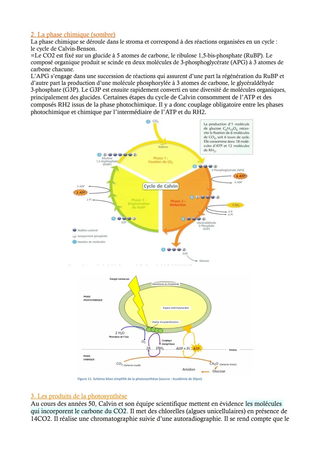 CHAP 2 - La photosynthèse à l'origine de la matière organique
Les végétaux verts produisent leur propre matière organique, ils sont autotrop