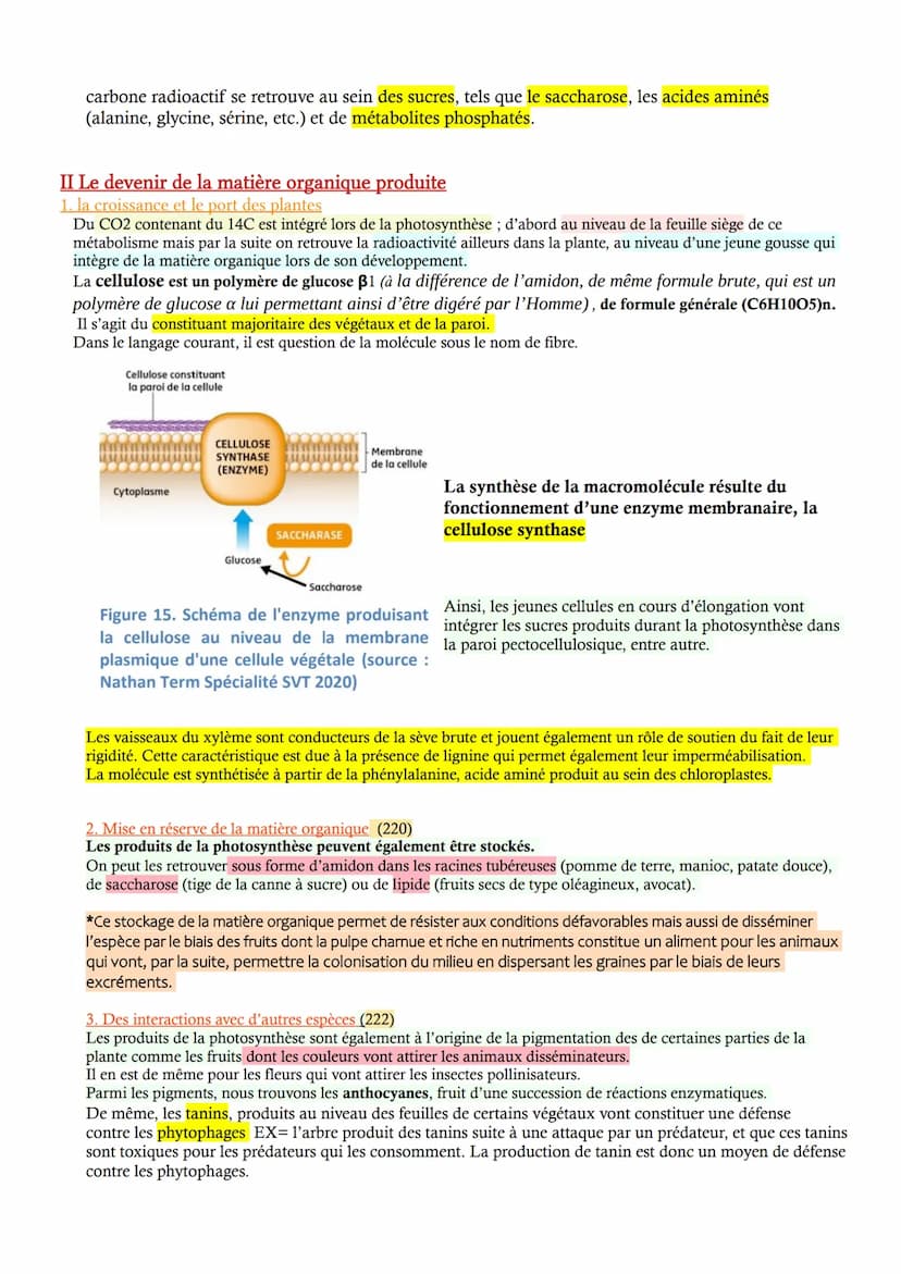 CHAP 2 - La photosynthèse à l'origine de la matière organique
Les végétaux verts produisent leur propre matière organique, ils sont autotrop