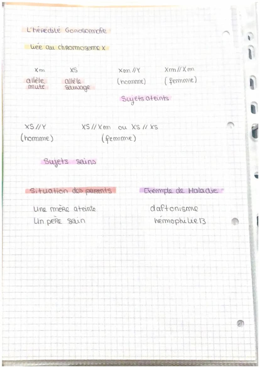 18
La transmission des caracteres
hereditaires
L'hérédité Altosomale
dominante
M
allèle
Mute
Situation des parents
Un parent ateint et
un pa