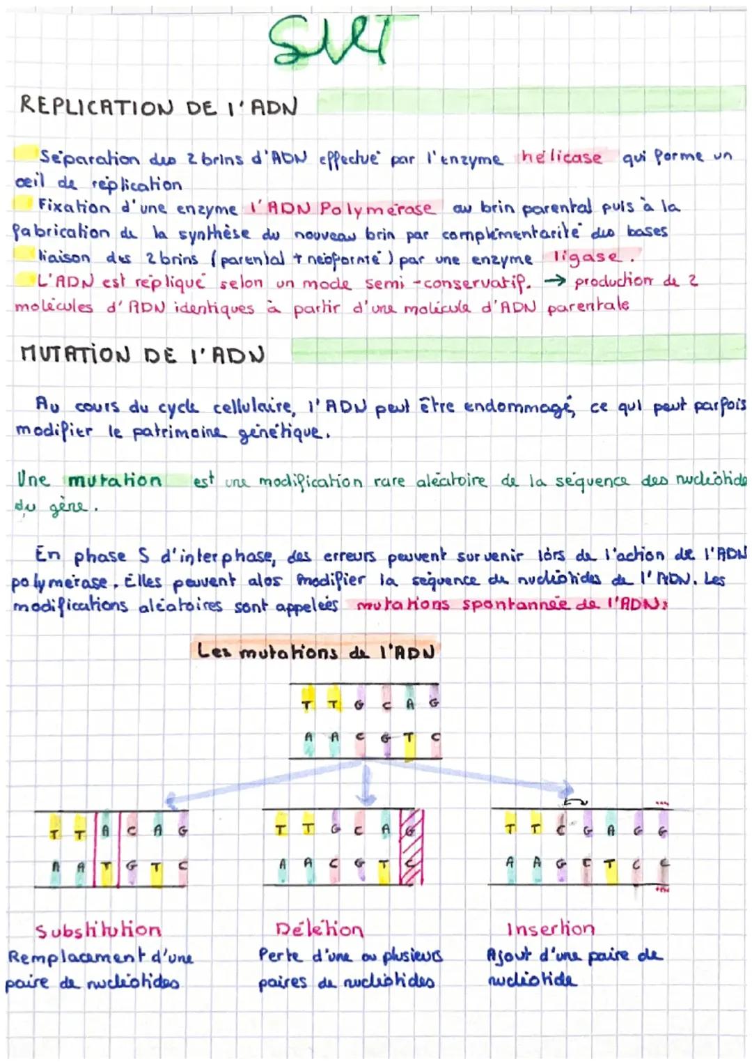 Tout savoir sur le processus de réplication de l'ADN et ses erreurs