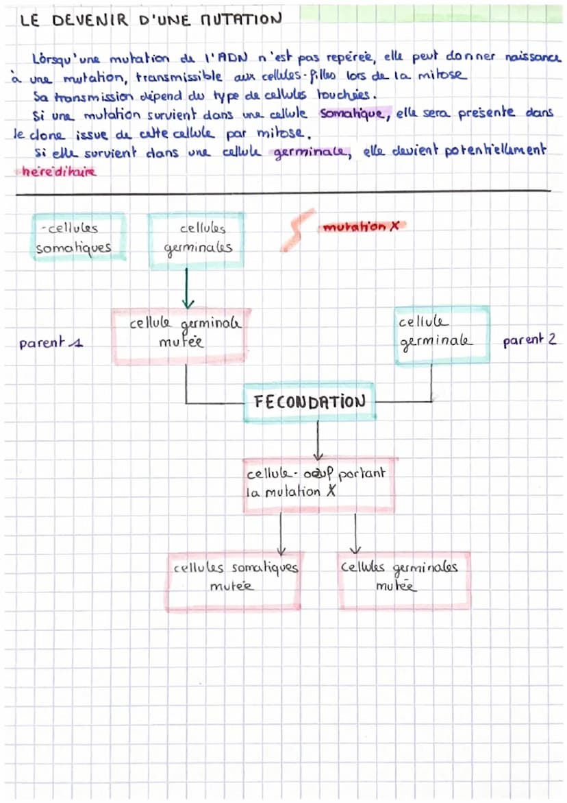 REPLICATION DE I'ADN
Separation des 2 brins d'ADN effectue par l'enzyme helicase qui forme un
ceil de replication
Fixation d'une enzyme I'AD