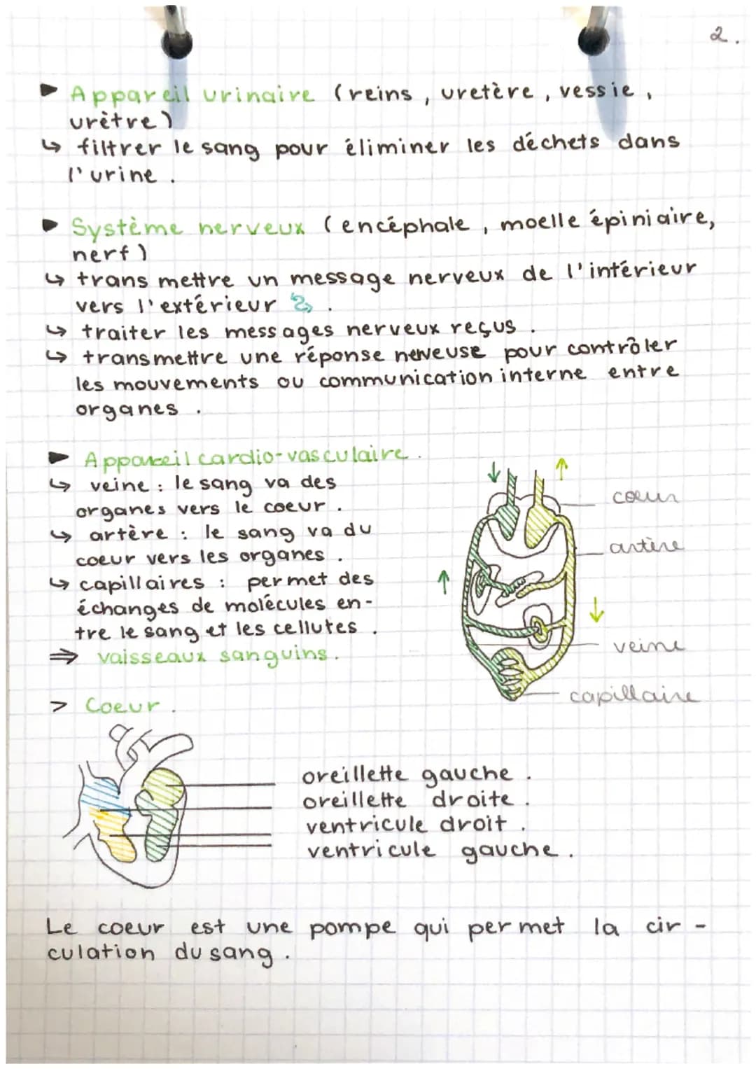 EEH
partn-chap. 1.
Anatomie = science descriptive étudiant la structure
et la morphologie des êtres vivants. Elle décrit les
structures inte
