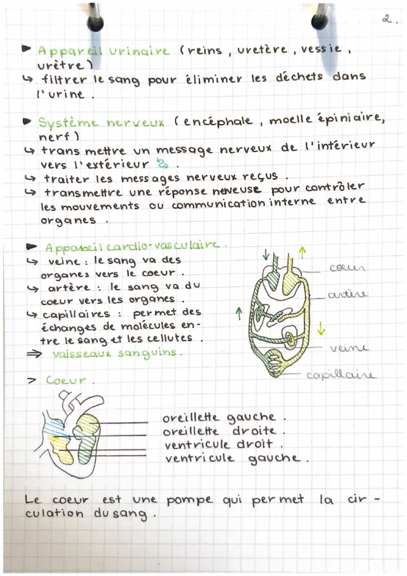 EEH
partn-chap. 1.
Anatomie = science descriptive étudiant la structure
et la morphologie des êtres vivants. Elle décrit les
structures inte