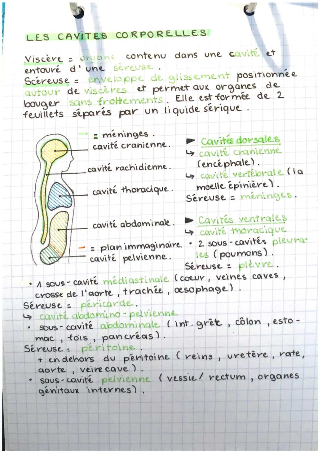 EEH
partn-chap. 1.
Anatomie = science descriptive étudiant la structure
et la morphologie des êtres vivants. Elle décrit les
structures inte