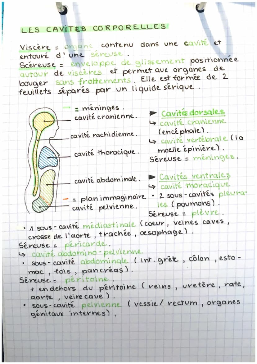 EEH
partn-chap. 1.
Anatomie = science descriptive étudiant la structure
et la morphologie des êtres vivants. Elle décrit les
structures inte