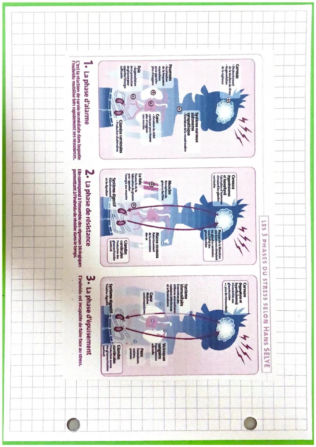 PSE
Leshoes au quotidiem
Le stress est ume Reaction d'adaptation, de
defense de l'organisme a une situation
perturbante ou consideneé comme 