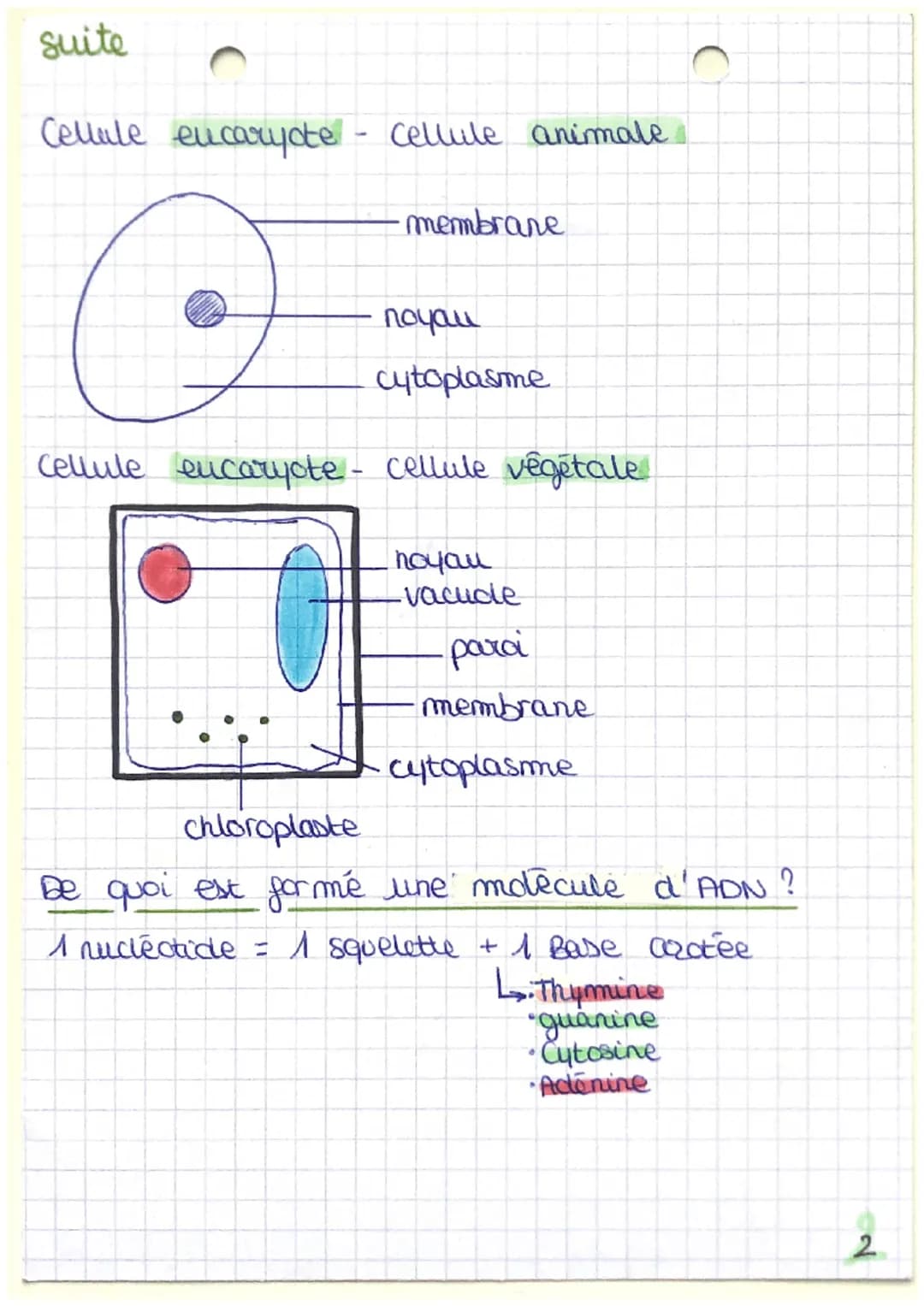 definitions:
• procariote
t
: C'est un micro organisme unicellulaire
dont la structure cellulaire ne comporte
pas de noyau.
la structure cel