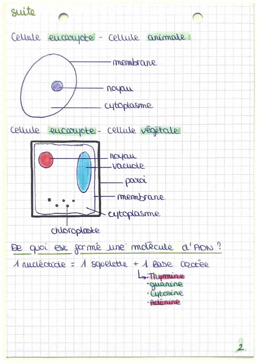 definitions:
• procariote
t
: C'est un micro organisme unicellulaire
dont la structure cellulaire ne comporte
pas de noyau.
la structure cel
