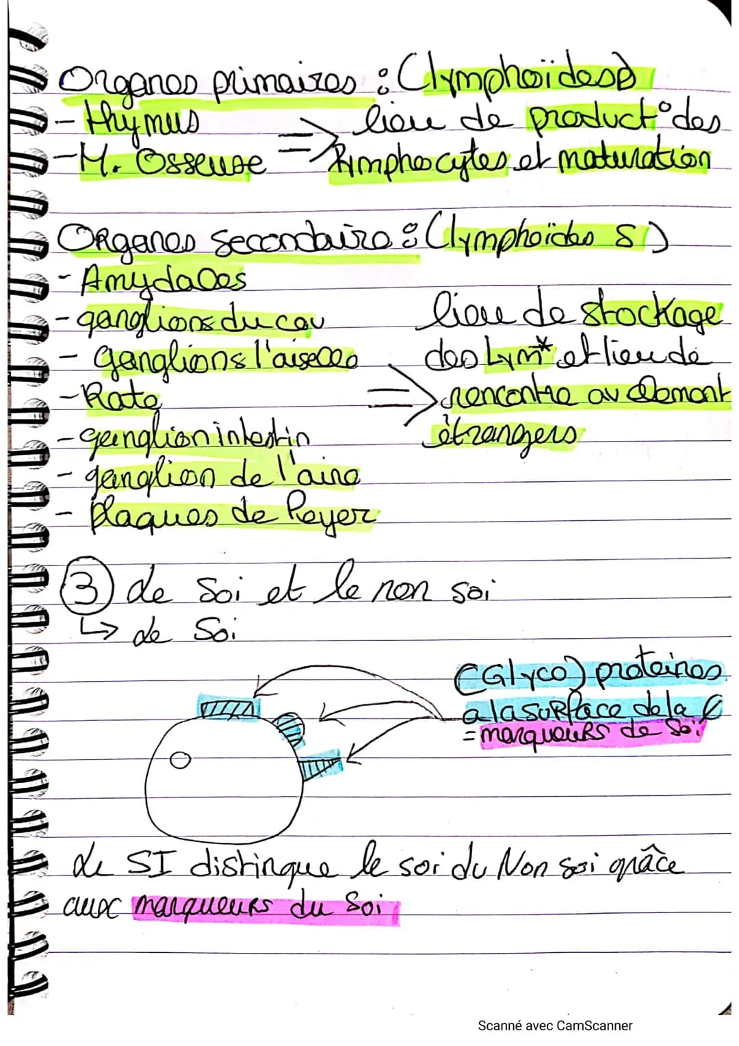 • A A A A A A A A ⠀ ⠀ ⠀ ¶ ¶ ¶ ¶¶¶||-||-||-|-_-)))))
Immuno s: Intro
Immunité:
↳d'ensemble des reactions mise en jeu.
• poor l'organisme pour