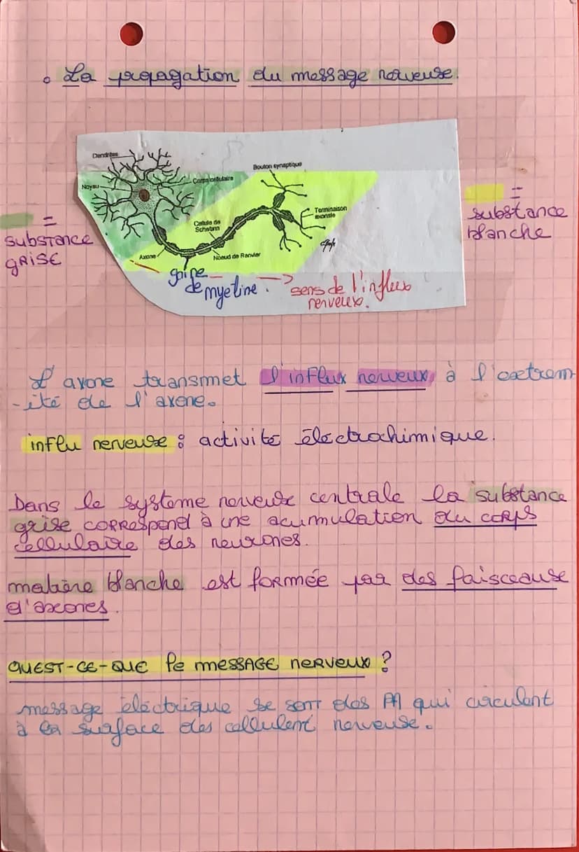معلومامن •
NEURONE
cellules.
potentiel de repos : est la difference de
porentiel entre l' interieur et l'exterieure
de la cellule lorsque au