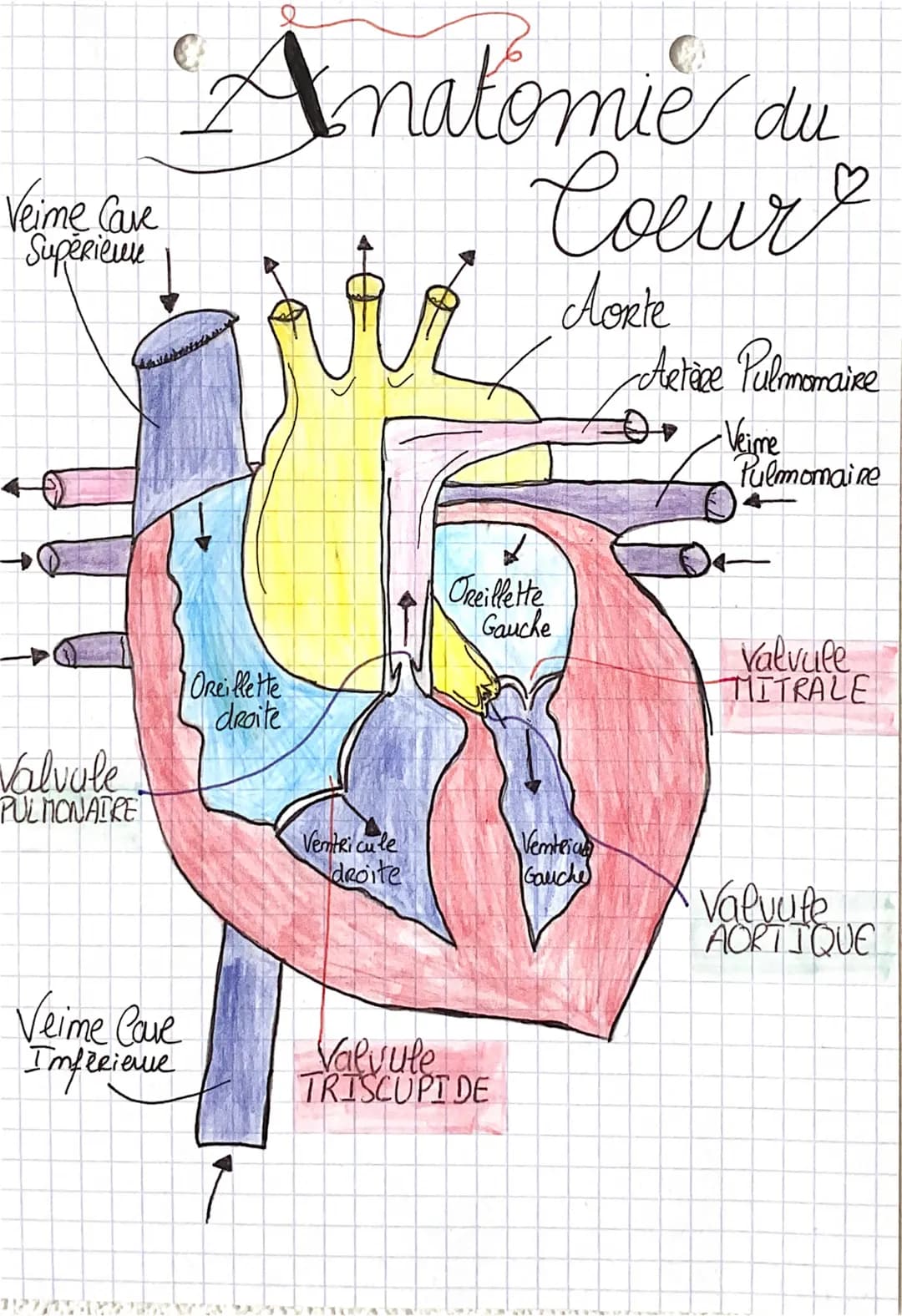 Veime Cave
биректеше
Valvule
PULMONAIRE
Veime Cove
Imfreieve
Anatomie du
Cour
Aorte
Artèce Pulmonaire
Oreillette
droite
Ventricule
droite
Or