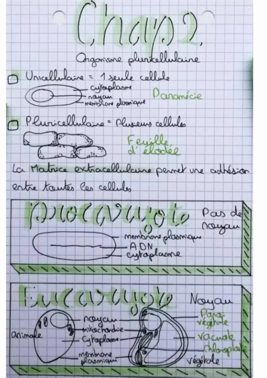 Organisme Pluricellulaire