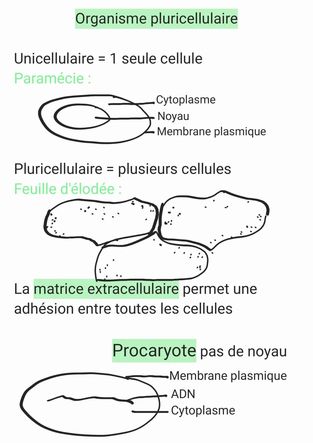Unicellulaire = 1 seule cellule
cyraplasme
Chap 2
Organisme pluricellulaire
Paramécie
∙nayan
•membrane plasmique
Pluricellulaire = Plusieurs